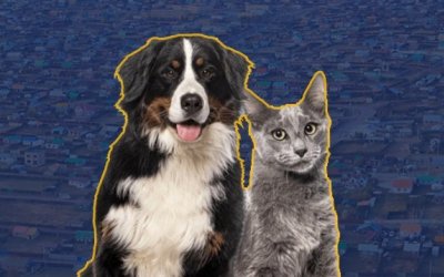 Гэр хорооллын айл өрхийн эм нохой, муурны үржил хаах ажилбар зохион байгуулагдана